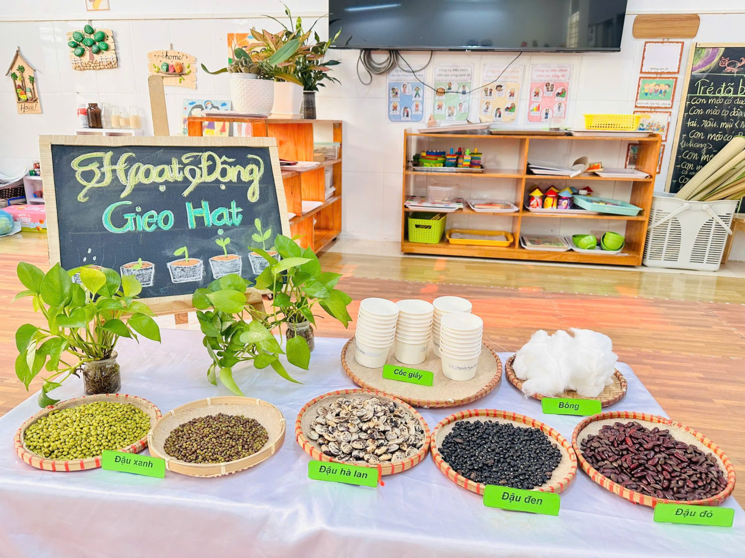 khám phá dự án “Con mèo”,  dự án “con gà”, dự án “Hạt đậu”